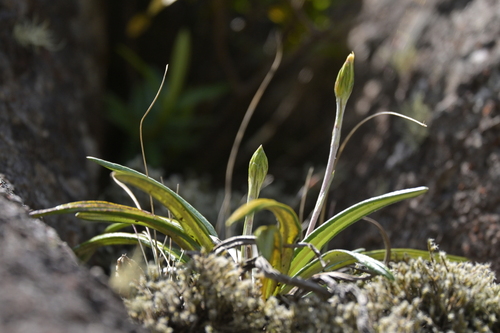 Image of Celmisia adamsii by (c) Christopher Stephens, some rights reserved (CC BY-SA)