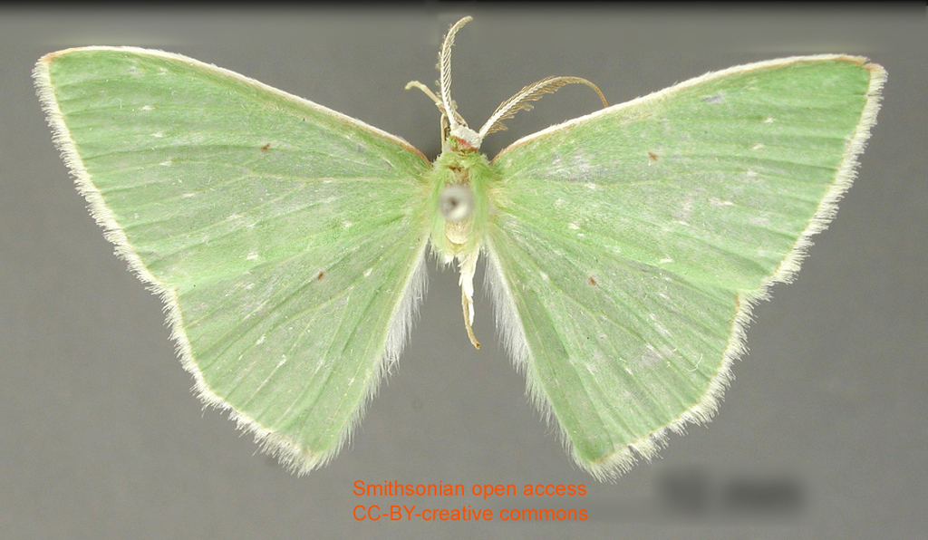 Lissochlora alboseriata