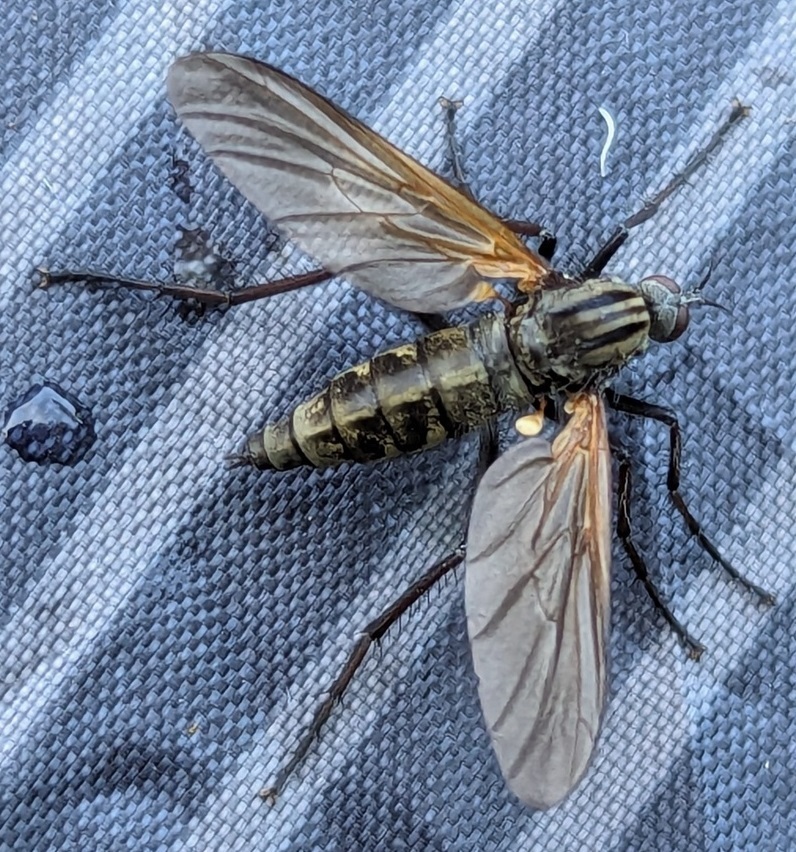 Empis tessellata