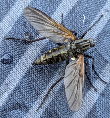 Empis marqueté