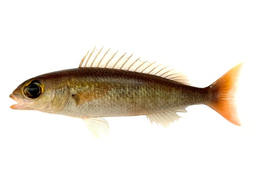Japanese whiptail (Pentapodus nagasakiensis) — Nemipteridae — 3