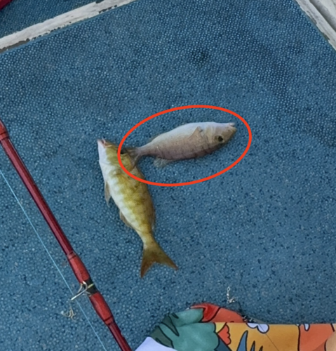 Lethrinus ravus observed 2024-06-27