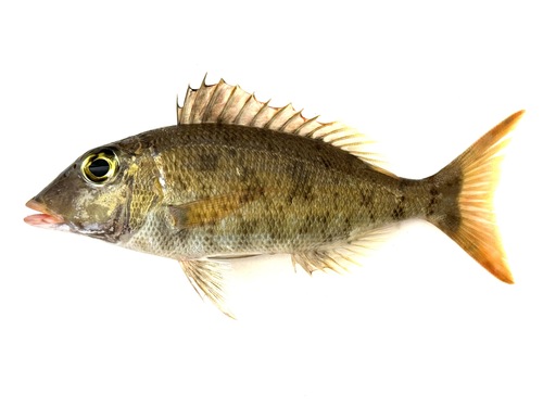 Ambon emperor (Lethrinus amboinensis) — Lethrinidae — 2