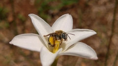 Melissodes tristis