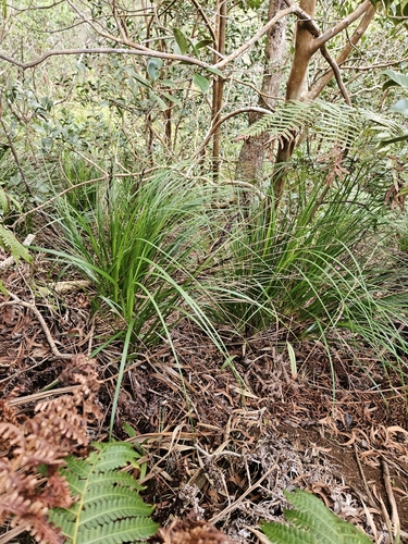 Image of Gahnia beecheyi by no rights reserved