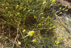 Nanorrhinum scoparium