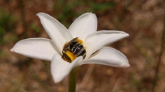 Melissodes tristis