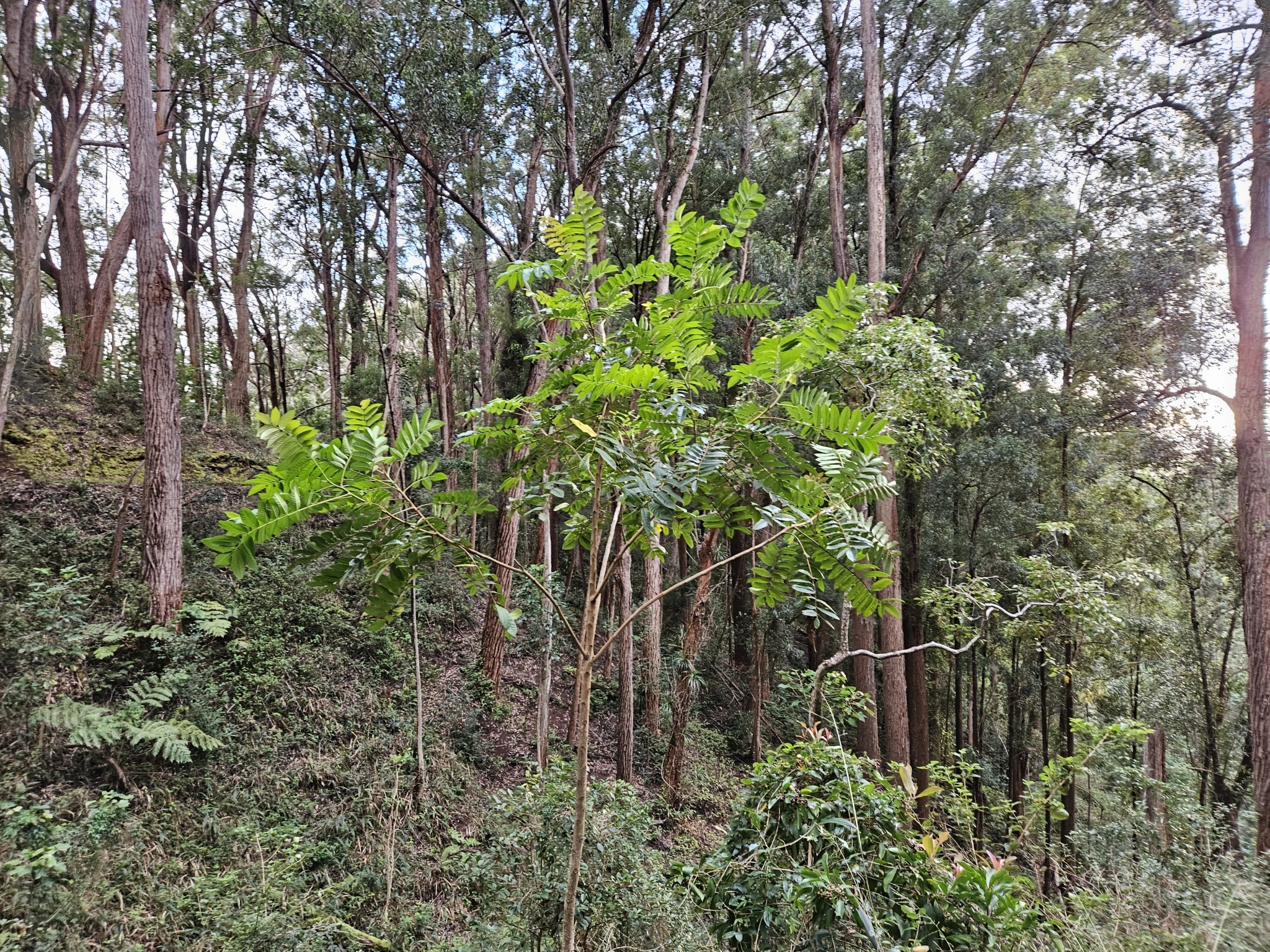 Imagem de Cedro-australiano