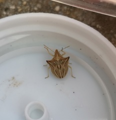 Ancyrosoma leucogrammes