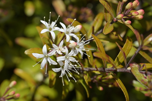 Image of Leionema nudum by (c) Christopher Stephens, some rights reserved (CC BY-SA)