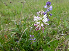 Polygala wolfgangiana