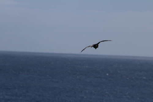 Auckland Shag (Leucocarbo colensoi), photo 5