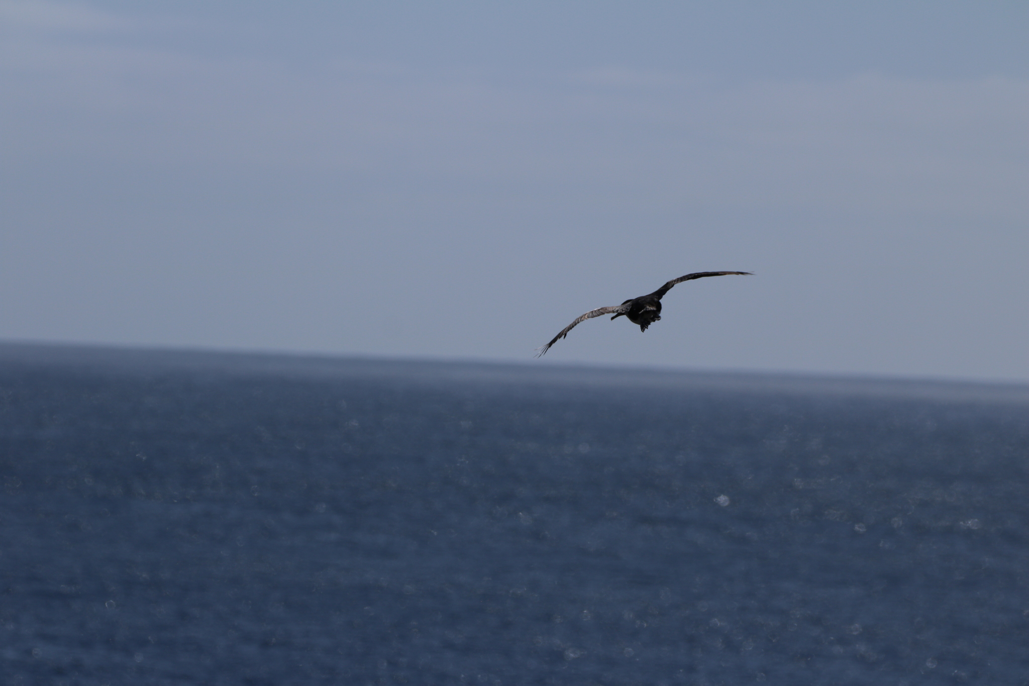 Auckland Shag (Leucocarbo colensoi), photo 8