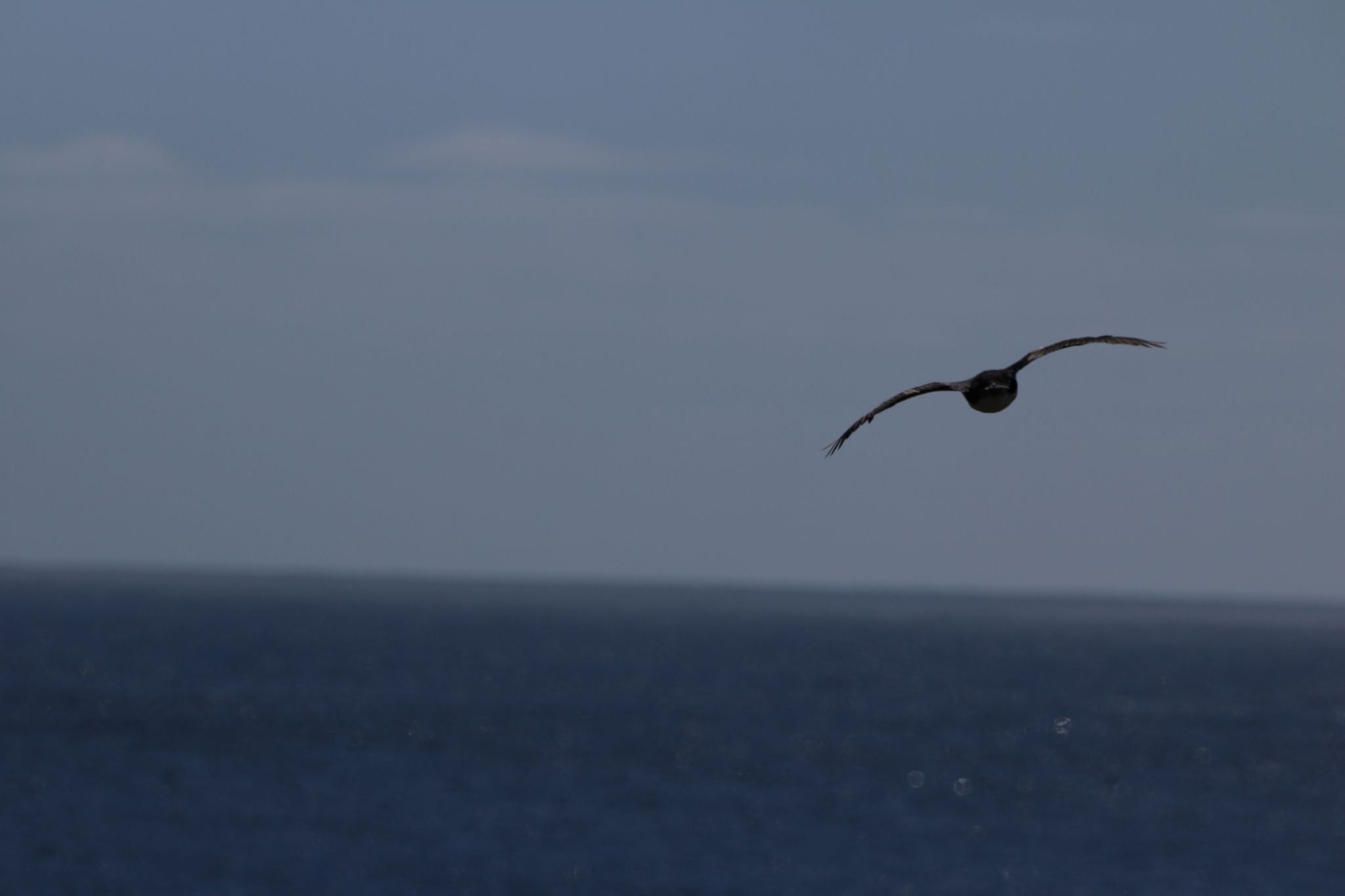 Auckland Shag (Leucocarbo colensoi), photo 9
