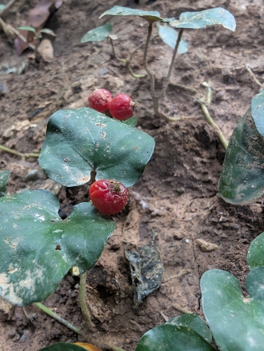 Foto de Poquinha
