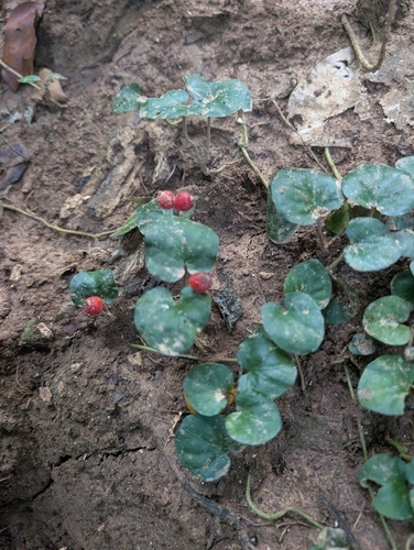 Foto de Poquinha