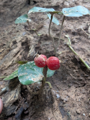 Foto de Poquinha