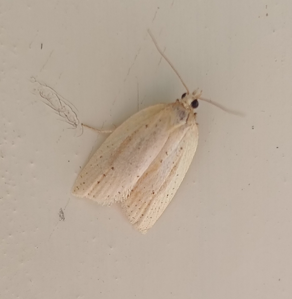 Yellow Field Bell Moth from Takapau 4287, New Zealand on January 8 ...