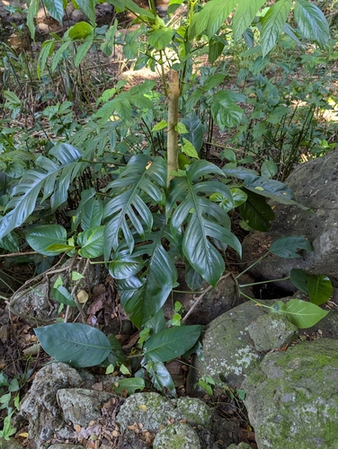 Epipremnum pinnatum, 2025-01-07
