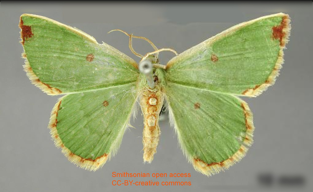 Chavarriella luteifimbria