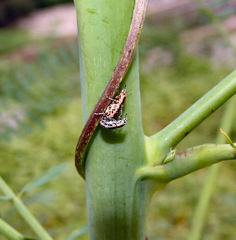 Eudiagogus rosenschoeldi