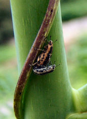 Eudiagogus rosenschoeldi