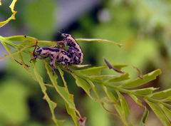Eudiagogus rosenschoeldi