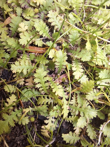 Image of Leptinella tenella by (c) Oscar Dove, some rights reserved (CC BY)