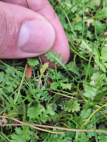 Image of Leptinella tenella by (c) Oscar Dove, some rights reserved (CC BY)