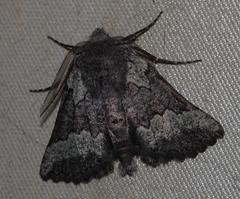 Drepanogynis interscripta