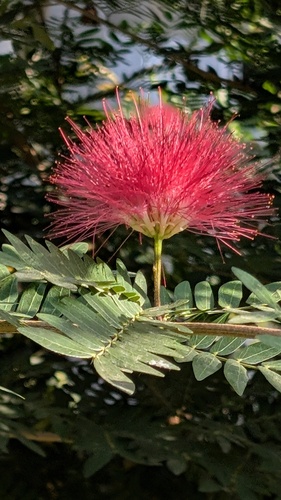 Calliandra haematocephala