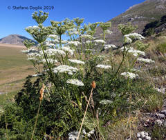 Ligusticum lucidum