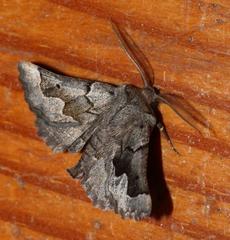 Drepanogynis figurata