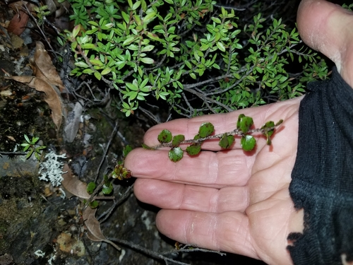 Diplycosia observed 2019-07-27