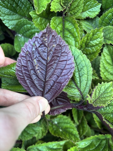 Foto de Coração-roxo