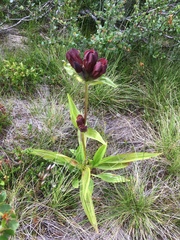 Gentiana purpurea