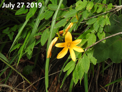 Hemerocallis hakuunensis