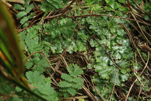 Image of Marchantia berteroana by (c) Julia Palmer, some rights reserved (CC BY)