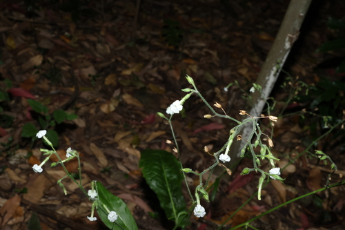 Image of Nicotiana forsteri by (c) Greg Tasney, some rights reserved (CC BY-SA)