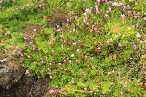Epilobium confertifolium (Epilobium confertifolium)