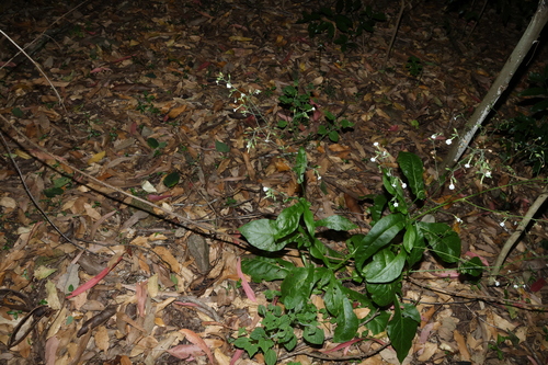 Image of Nicotiana forsteri by (c) Greg Tasney, some rights reserved (CC BY-SA)