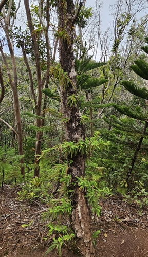 Taxodium observed 2025-01-07