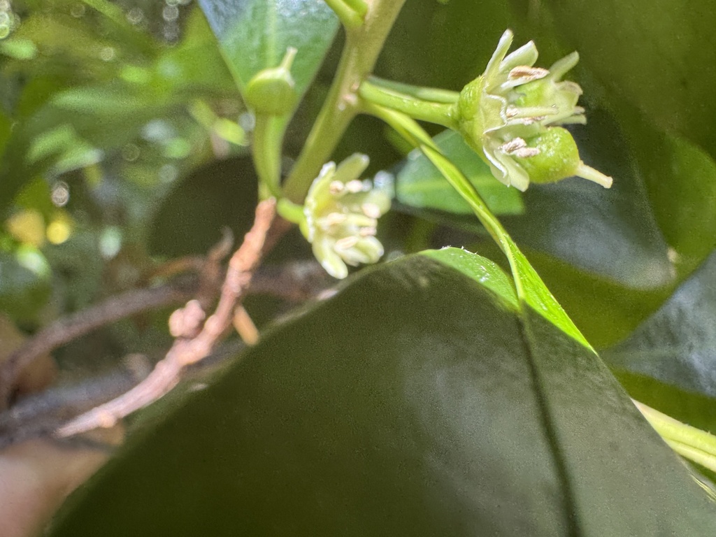 shiny-leaved coondoo