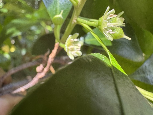 Planchonella eerwah (F.M.Bailey) P.Royen