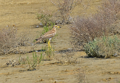 Alcaraván común (Burhinus oedicnemus)