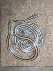 Oligodon octolineatus