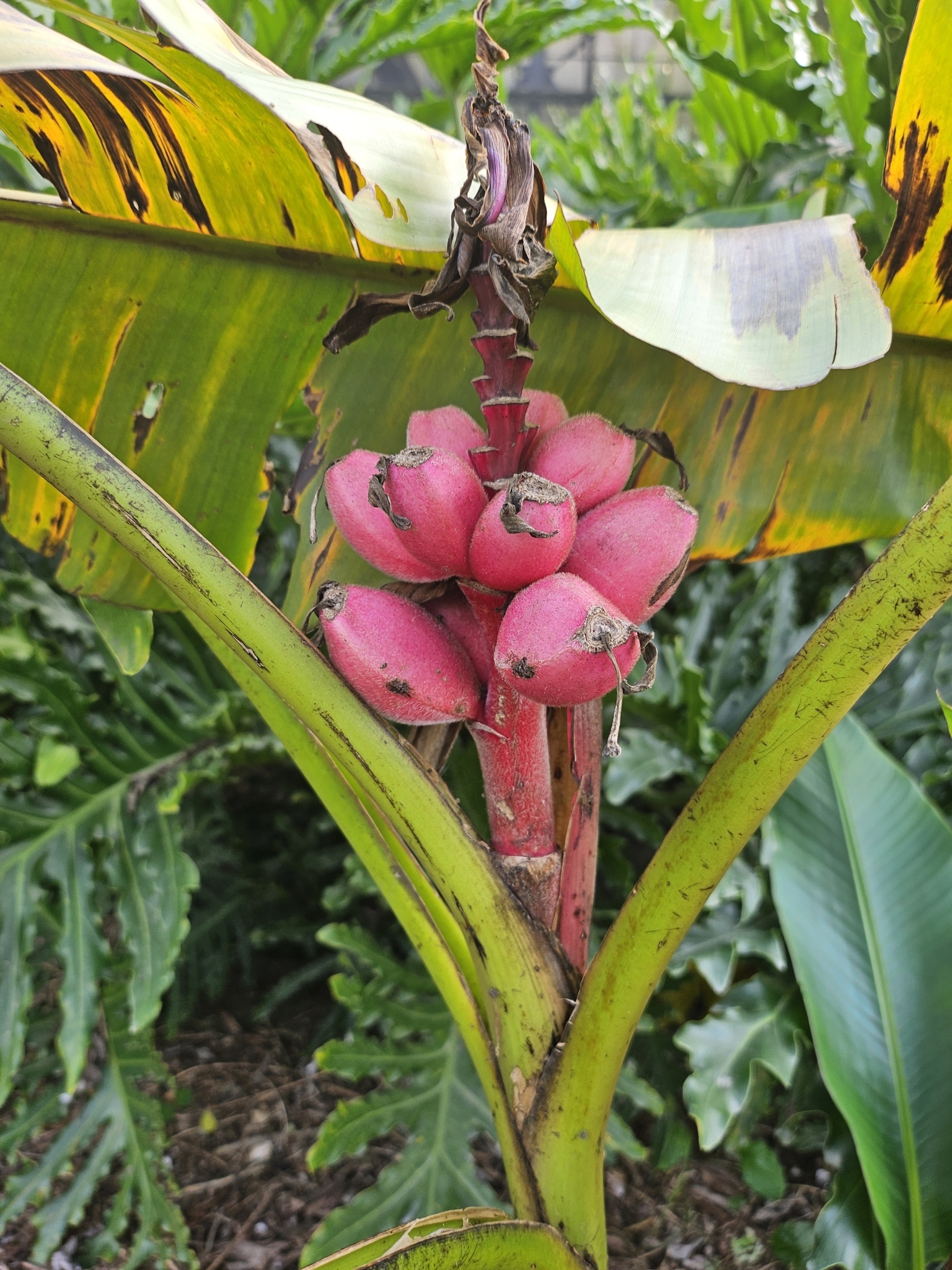 Imagem de Bananeira de jardim