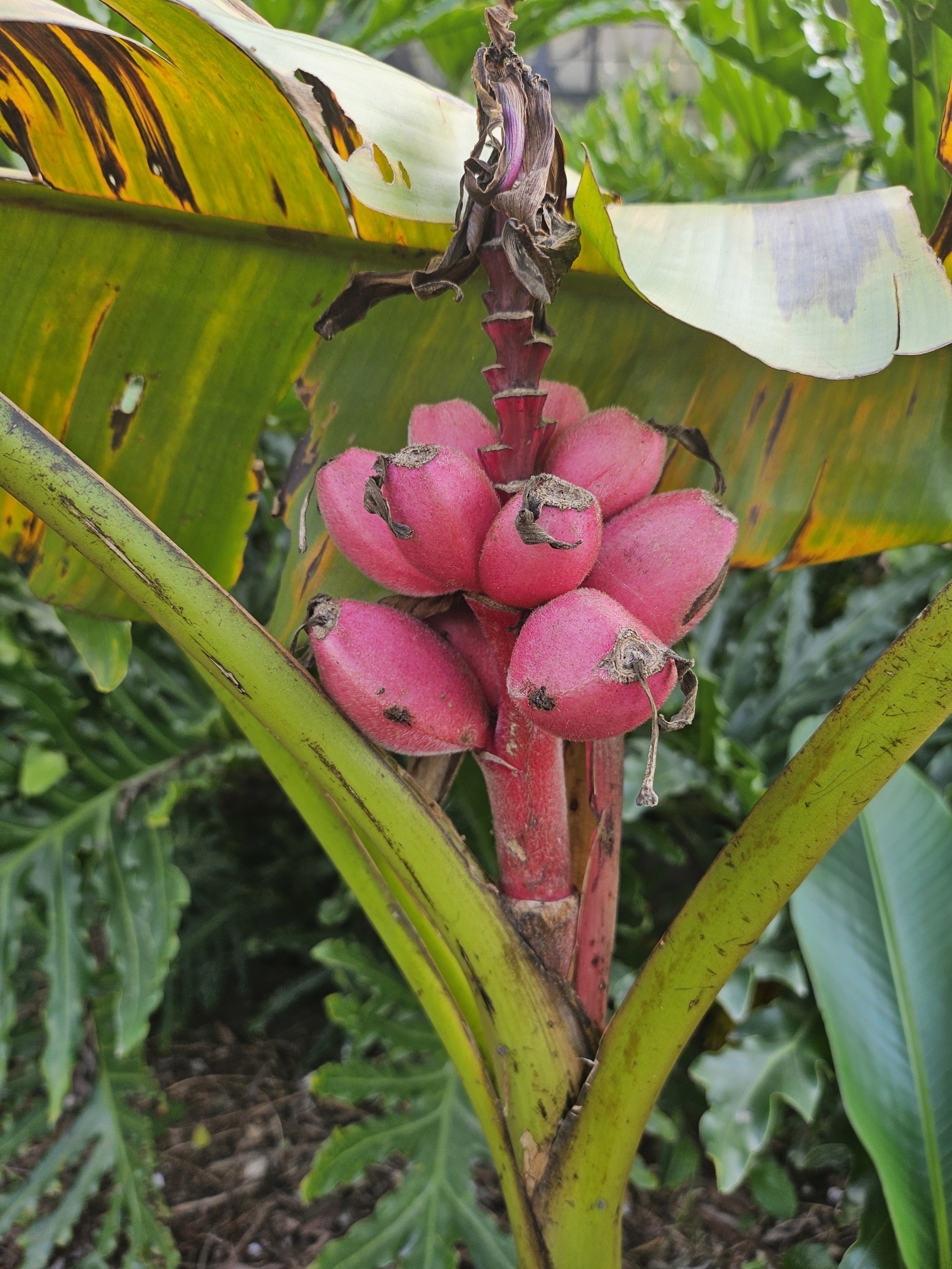 Imagem de Bananeira de jardim