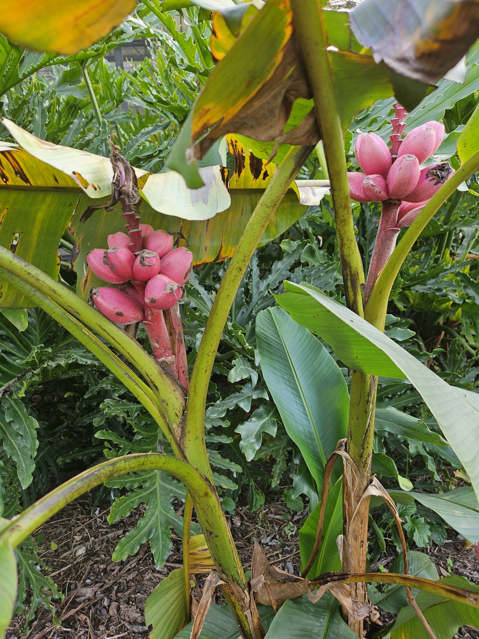 Imagem de Bananeira de jardim
