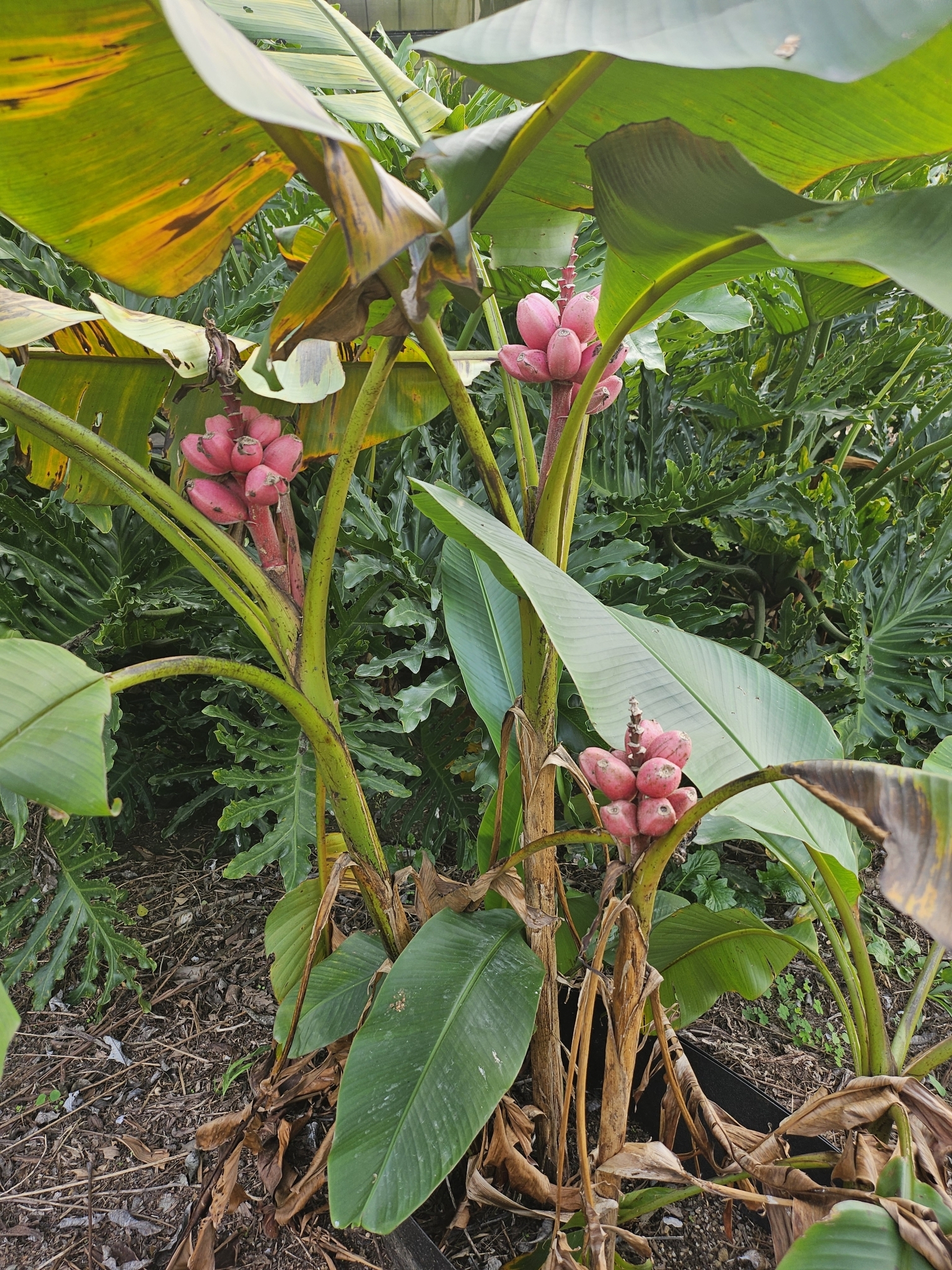 Imagem de Bananeira de jardim